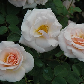 Pretty Lady Rose #3 gallon pot