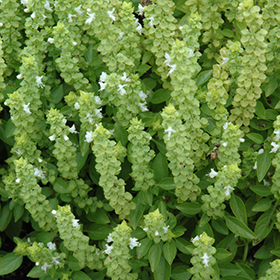 Greek Basil 3.25"/pint pot - Chef Jeff