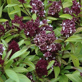 Siam Queen Basil 4.25"/Grande pot - Proven Winners
