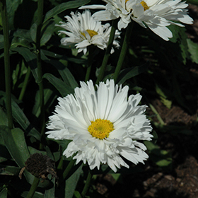 Crazy Daisy Shasta Daisy 4.25"/quart pot
