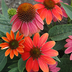 Sombrero Hot Coral Coneflower #1 gallon pot