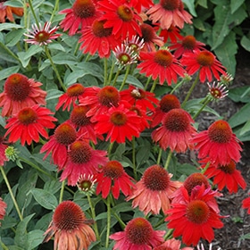 Sombrero Salsa Red Coneflower #1.5 gallon pot