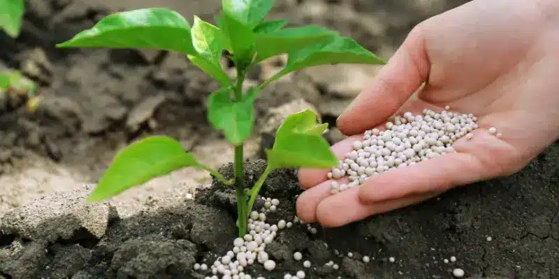 Fertilizing 101: Keep Your Plants Thriving All Season