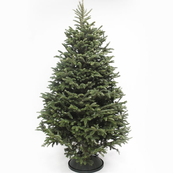 8' Fraser Fir Premium Michigan Grown Fresh Cut Tree