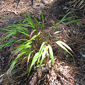 Red Wind Hakone Grass #1 gallon pot