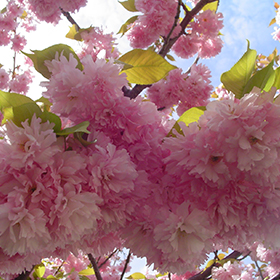 Kwanzan Flowering Cherry #15 gallon pot