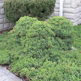 Dwarf Japgarden Juniper #2 gallon pot