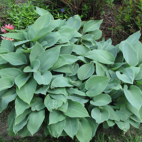 Halcyon Hosta 4.25"/quart pot