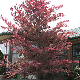 Tricolor Beech Balled & Burlap Root Ball - 6-7' height