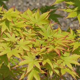 Coral Bark Japanese Maple #6 gallon pot