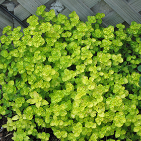 Golden Oregano 3.25"/pint pot - Chef Jeff