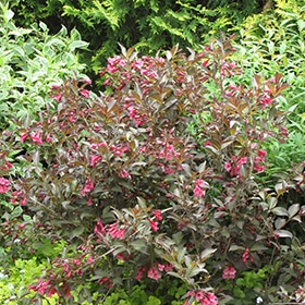 Midnight Wine Weigela #2 gallon pot - Proven Winners