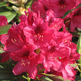 Nova Zembla Rhododendron #10 gallon pot - 30-36" spread
