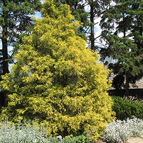 Golden Threadleaf Falsecypress #2 gallon pot