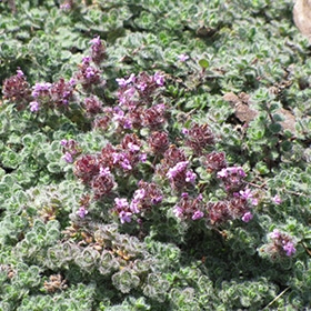 Wooly Thyme #1 gallon pot