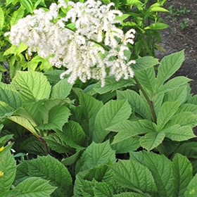 Chestnut Rodgersia #1.5 gallon pot