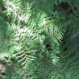 Male Fern #1 gallon pot