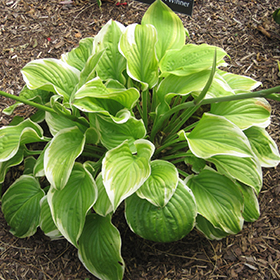 Fragrant Bouquet Hosta 4.25"/quart pot