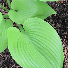Sum and Substance Hosta #1 gallon pot