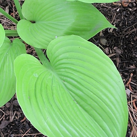 Sum and Substance Hosta #1 gallon pot