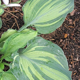 Lakeside Paisley Print Hosta #1 gallon pot