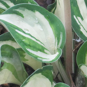 Pandora's Box Hosta 3.25"/pint pot
