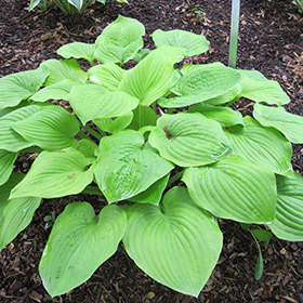 August Moon Hosta #1 gallon pot