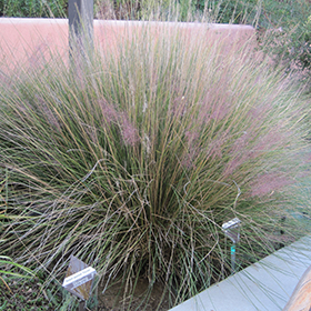 Pink Muhly Grass #2 gallon pot