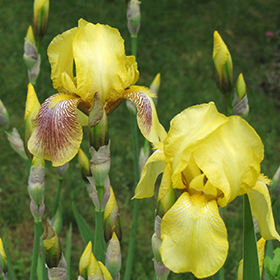 Harvest Of Memories Iris #1 gallon pot