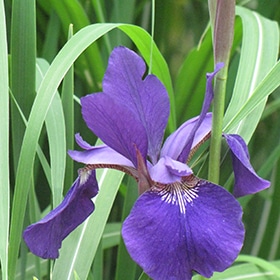 Caesar's Brother Siberian Iris #2 gallon pot