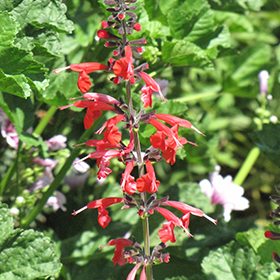 Pineapple Sage 3.25"/pint pot - Chef Jeff