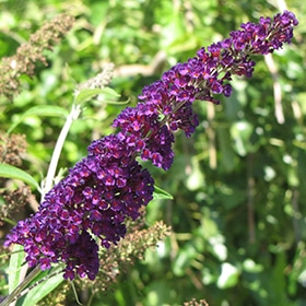 Black Knight Butterfly Bush #3 gallon pot