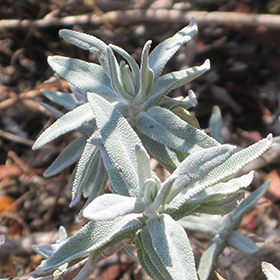 Purple Sage 3.25"/pint pot - Chef Jeff