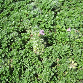 Elfin Creeping Thyme #1 gallon pot