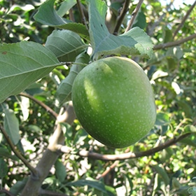 Granny Smith Apple #7 gallon pot