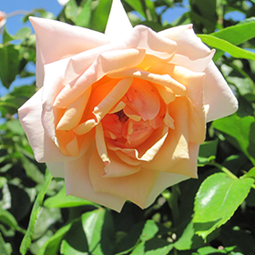 Mother Of Pearl Rose #3 gallon pot