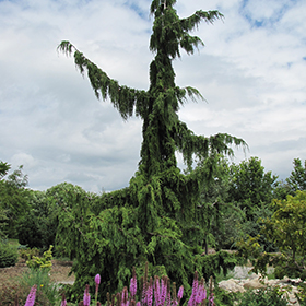 Green Arrow Nootka Cypress #10 gallon pot