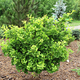 Mariken Dwarf Ginkgo #1 gallon pot