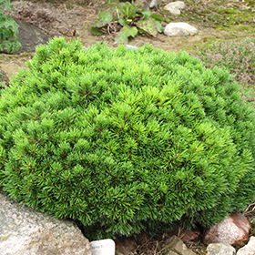 Mops Mugo Pine #1 gallon pot