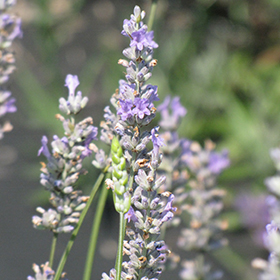Provence Lavender #2 gallon pot