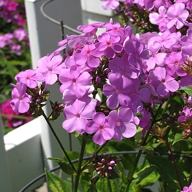 Forever Pink Garden Phlox #1.5 gallon pot