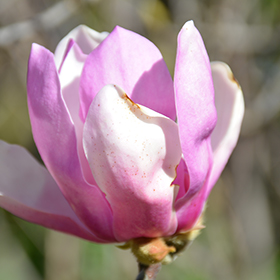 Jane Magnolia #7 gallon pot