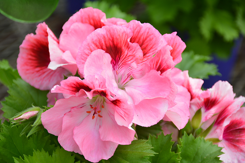 Elegance™ Ballet Geranium
