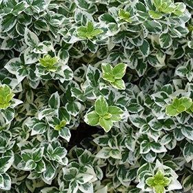 White Album Wintercreeper #1.5 gallon pot - Proven Winners