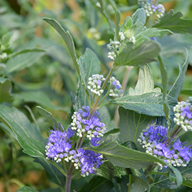 Beyond Midnight Caryopteris #1.5 gallon pot - Proven Winners