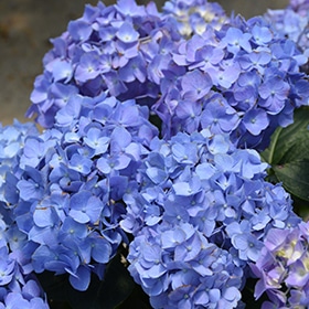 Let's Dance Blue Jangles Hydrangea #1.5 gallon pot - Proven Winners