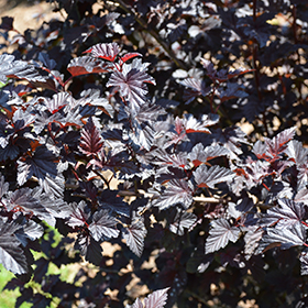 Summer Wine Black Ninebark #5 gallon pot - Proven Winners