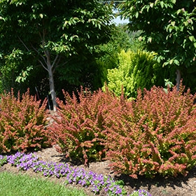 Sunjoy Tangelo Japanese Barberry #2 gallon pot - Proven Winners