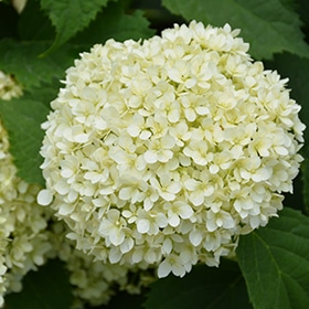 Lime Rickey Smooth Hydrangea #3 gallon pot - Proven Winners