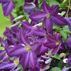 Happy Jack Purple Clematis #1.5 gallon pot - Proven Winners